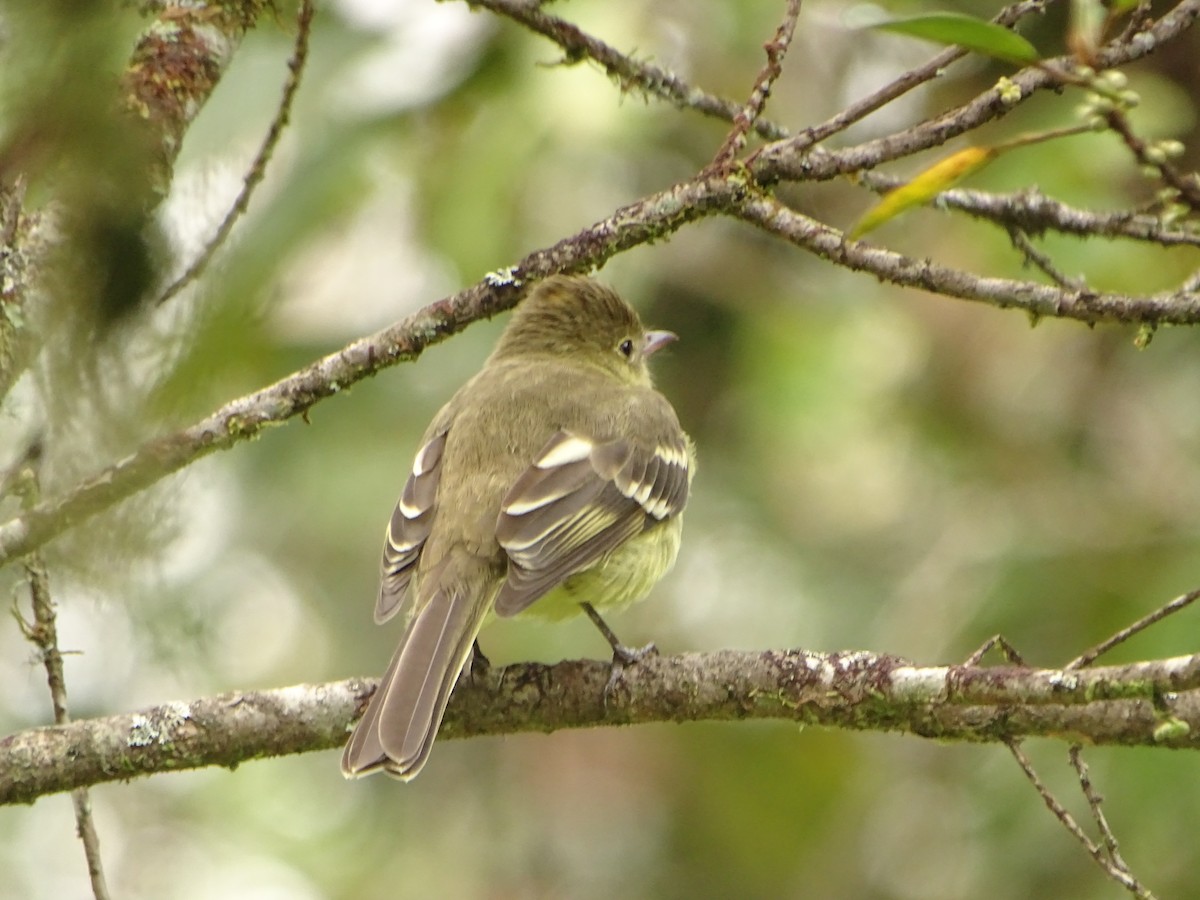 tyranovec zelenavý - ML494734941