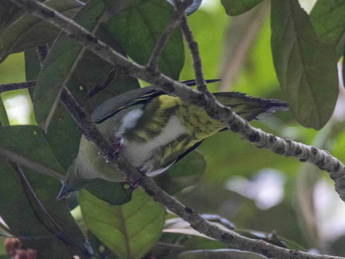 Yellow-vented Green-Pigeon - ML494736521