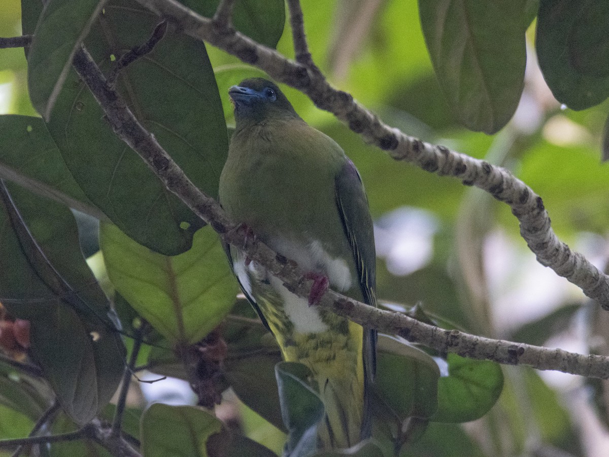 Yellow-vented Green-Pigeon - ML494736551