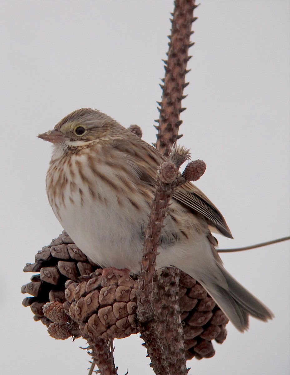 Savannah Sparrow (Ipswich) - ML494737021