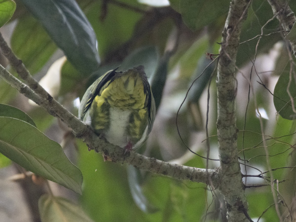 Yellow-vented Green-Pigeon - ML494737081