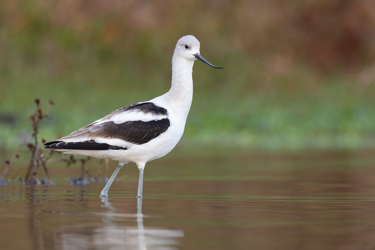 Avocette d'Amérique - ML494737441