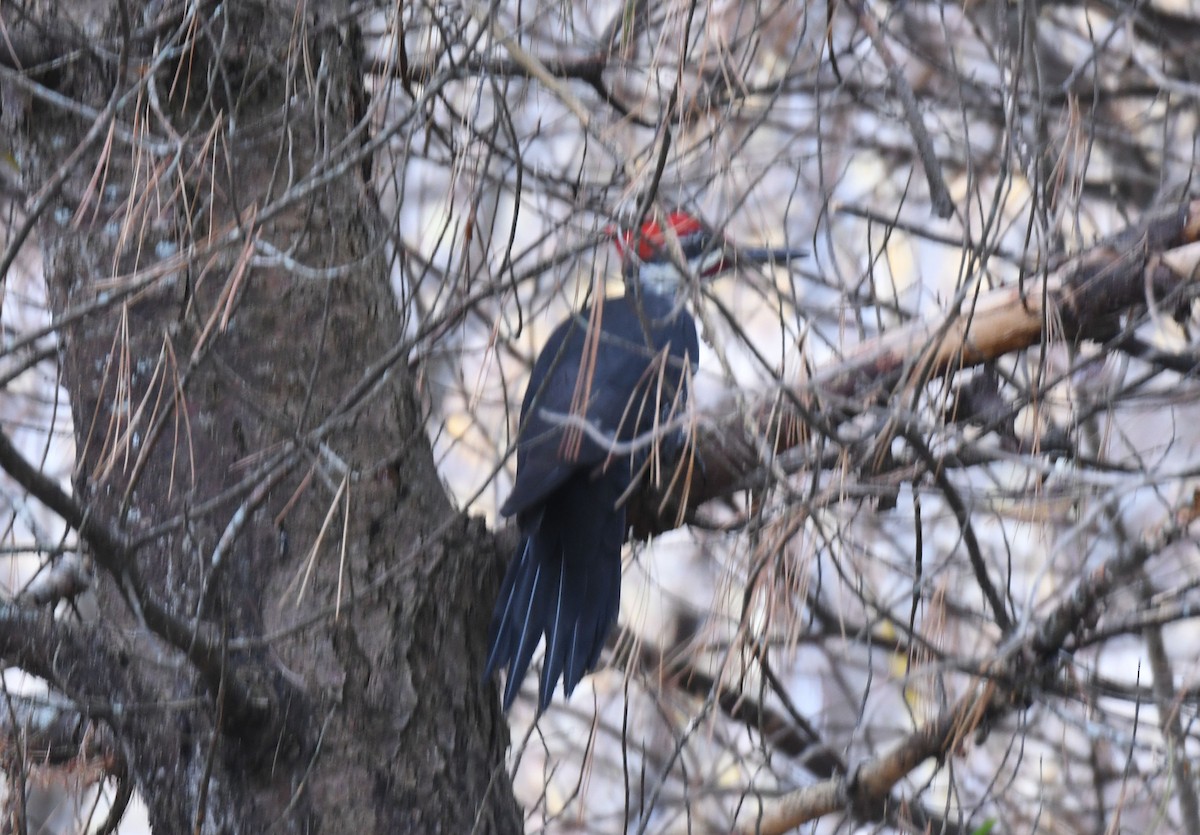 Pileated Woodpecker - ML494738151