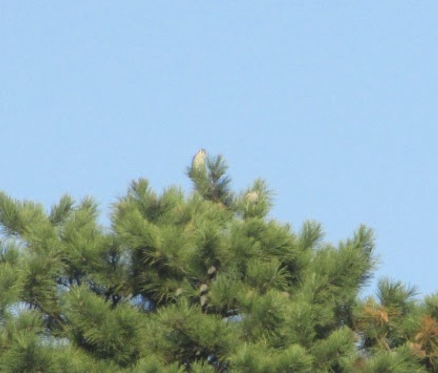 American Kestrel - ML494739171