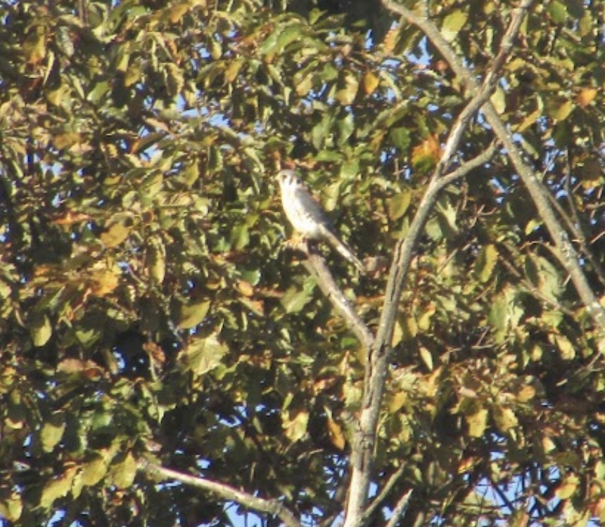 American Kestrel - ML494739181