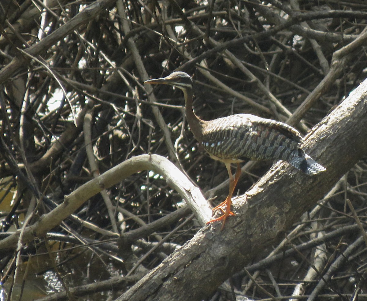 Sunbittern - ML494740491