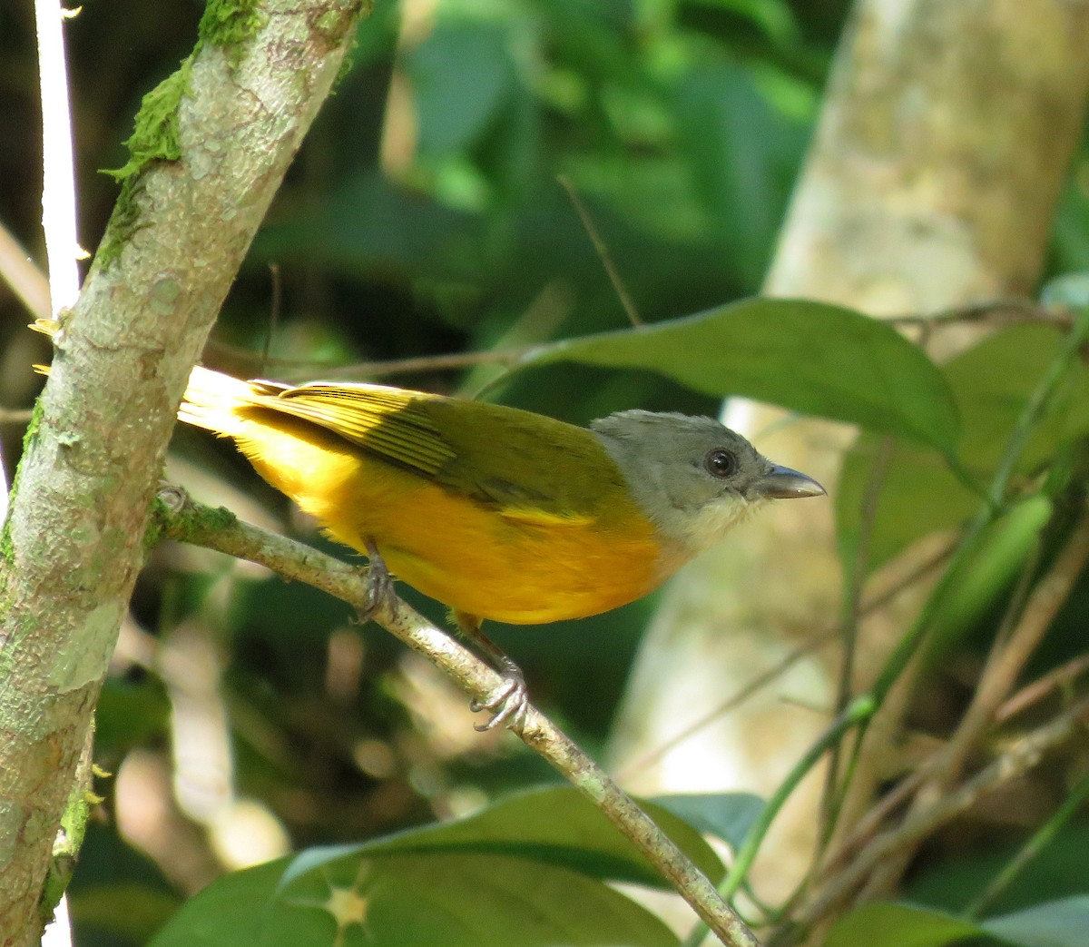 Gray-headed Tanager - ML494740531