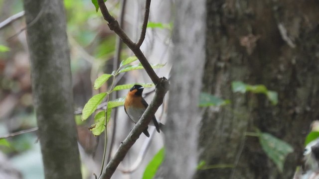 Australian Spectacled Monarch - ML494740931