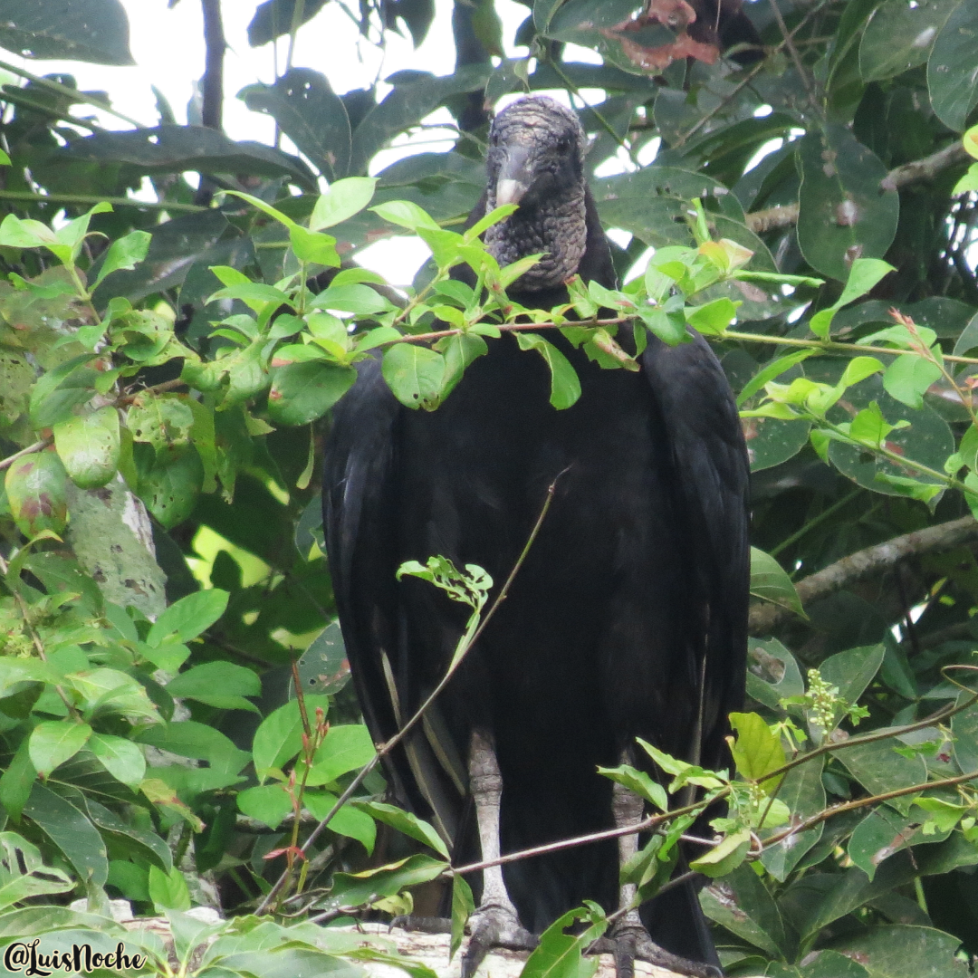 Black Vulture - ML494741711