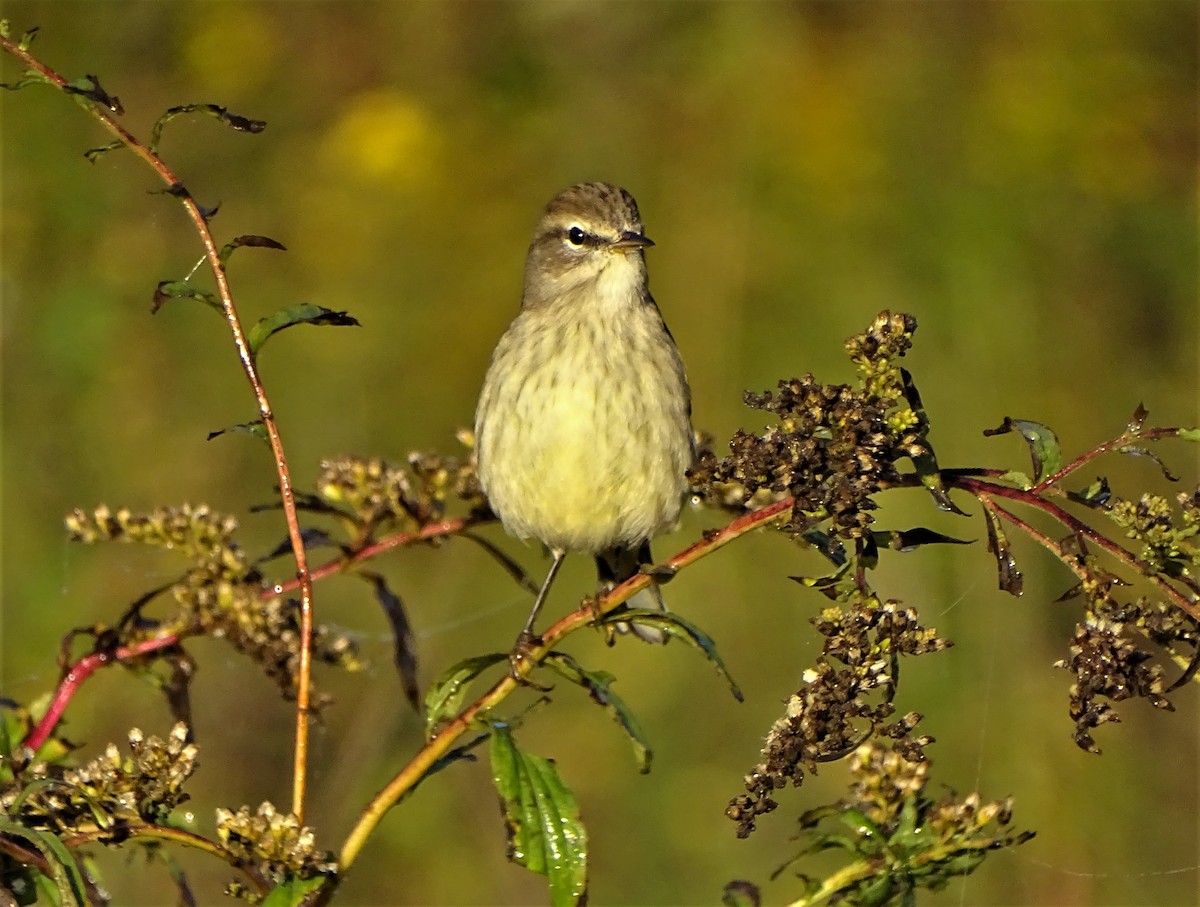 Palm Warbler - ML494742151