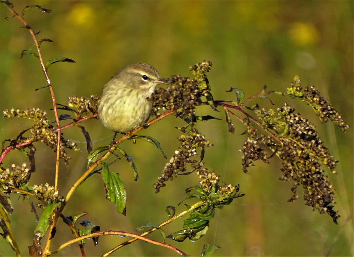 Palm Warbler - ML494742161