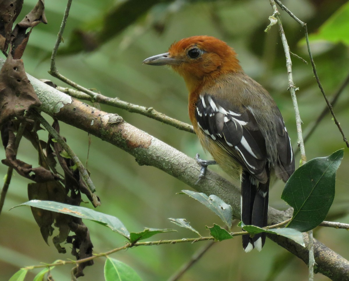 Amazonian Antshrike - ML494742201