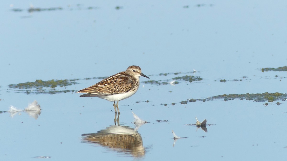 Least Sandpiper - ML494742371