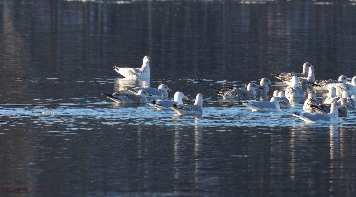 Glaucous-winged Gull - Harald Dahlby