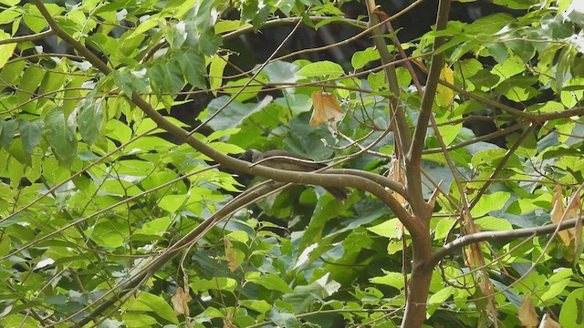 Helmeted Friarbird - ML494742731