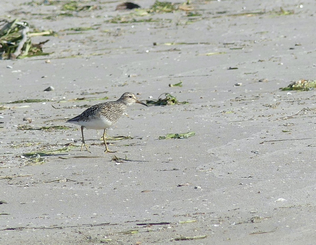 Pectoral Sandpiper - ML494742761