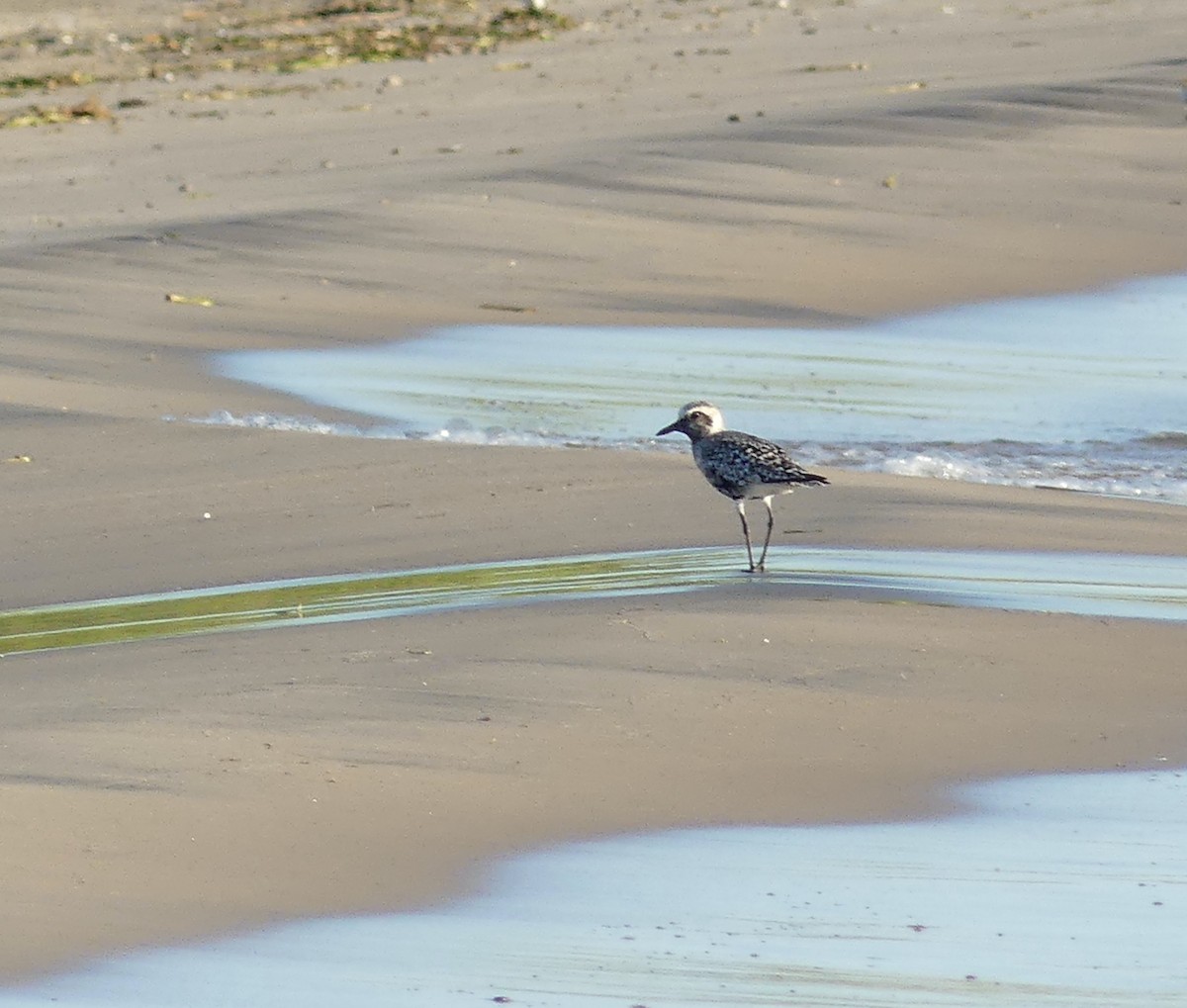 Black-bellied Plover - ML494743031