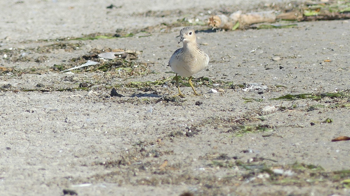 Buff-breasted Sandpiper - ML494743301