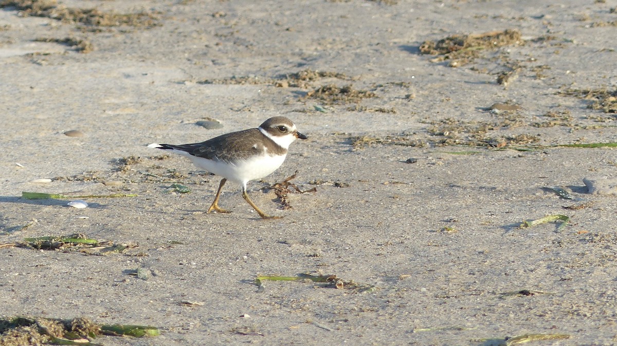 Semipalmated Plover - ML494744001