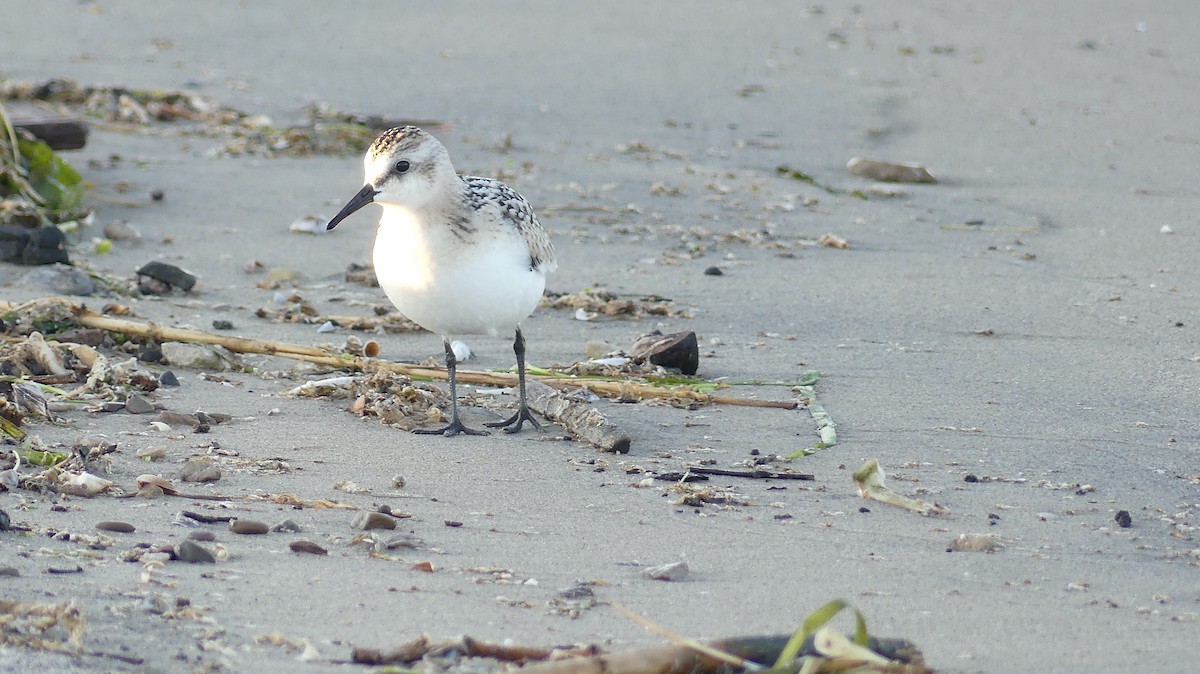 Sanderling - ML494744111