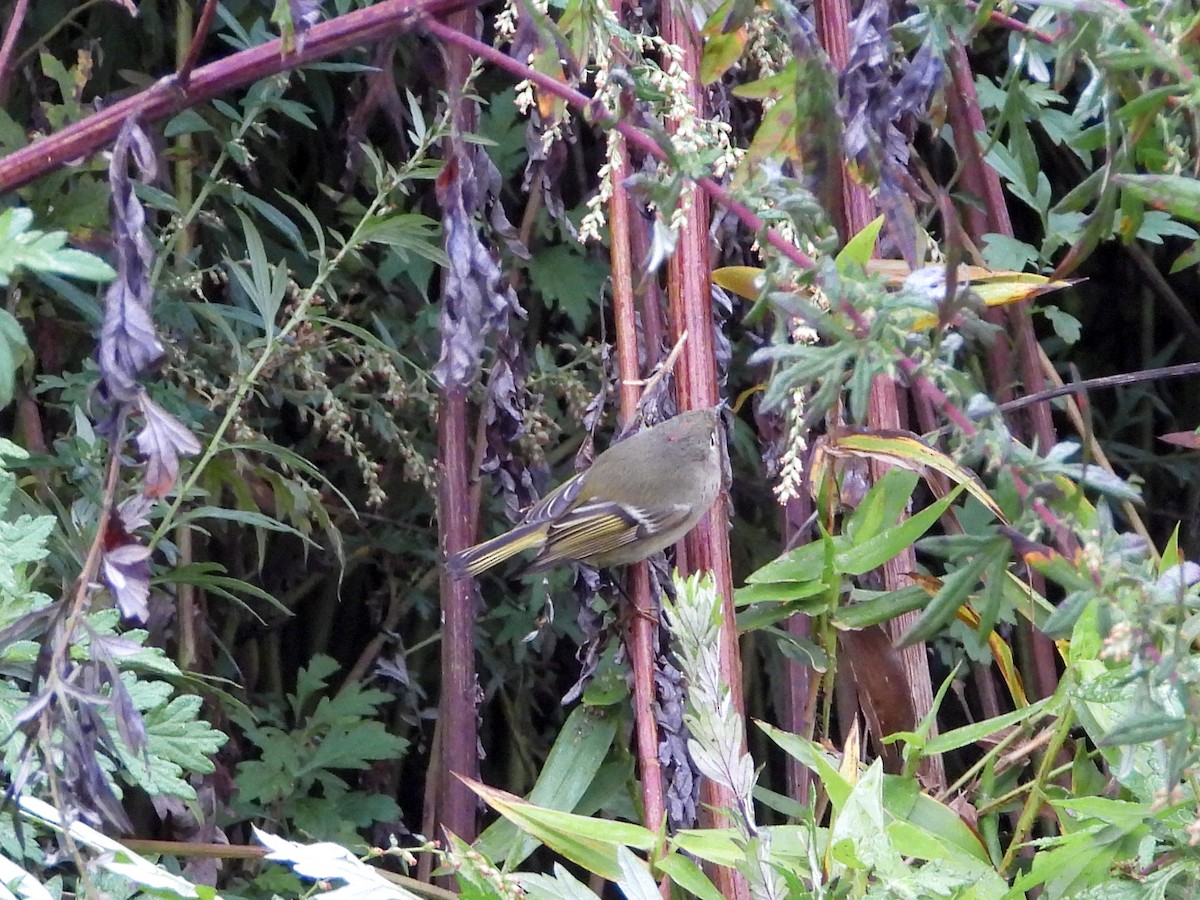 Ruby-crowned Kinglet - ML494744551