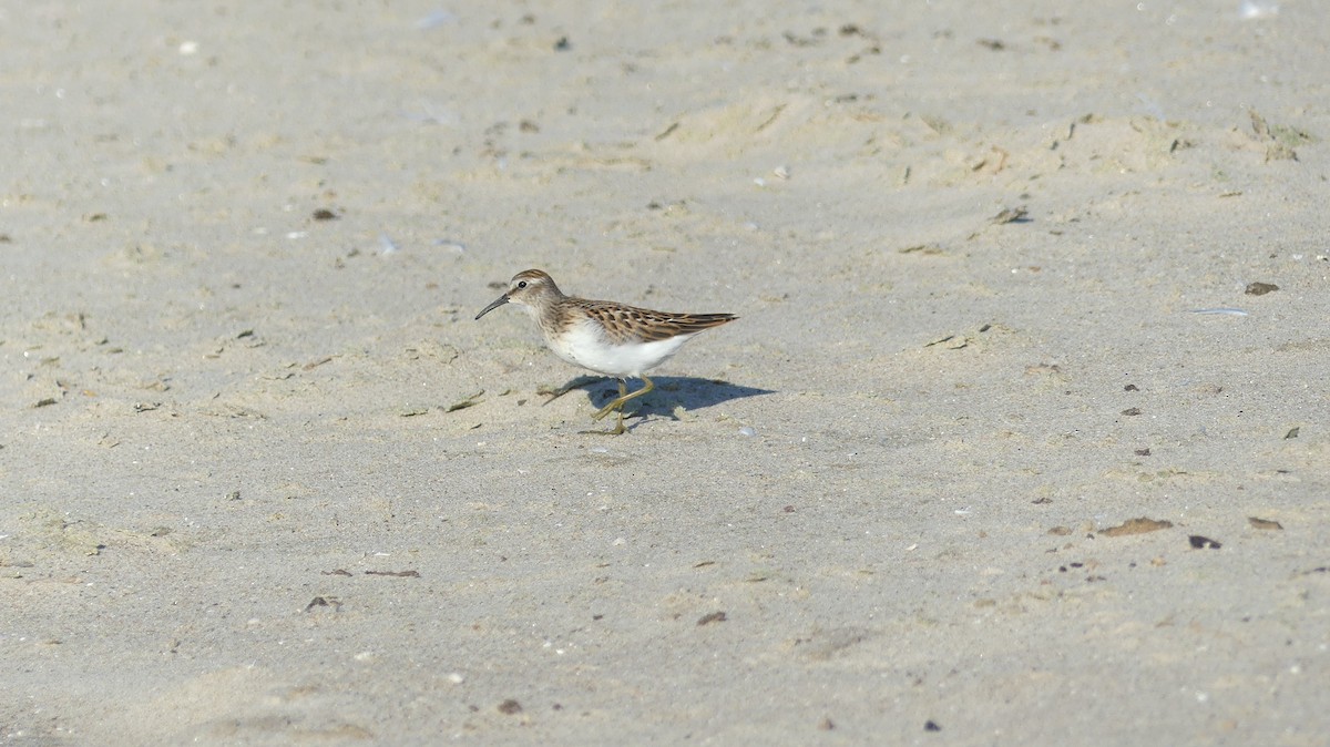 Least Sandpiper - ML494744721