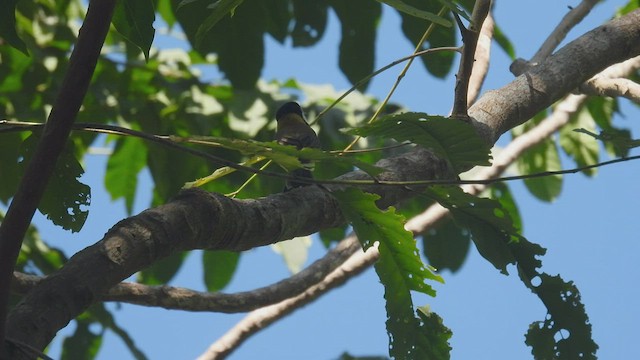 Yellow-throated Whistler - ML494745101