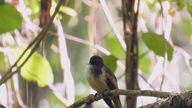 Cinnamon-tailed Fantail - ML494745831