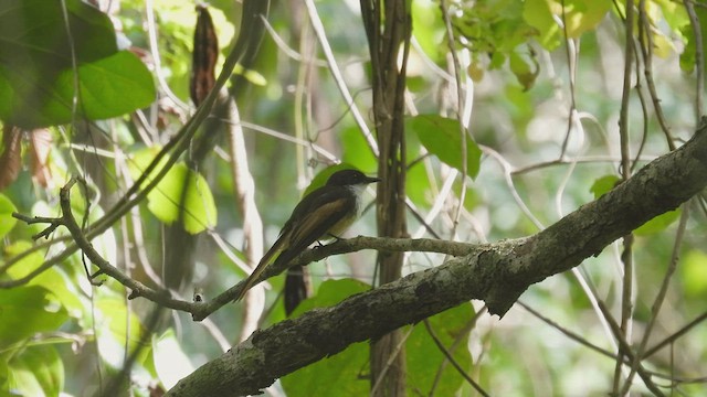 Cinnamon-tailed Fantail - ML494745841