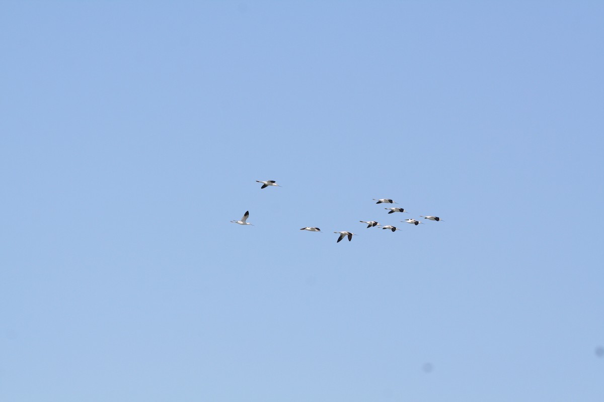 Avoceta Americana - ML494745981