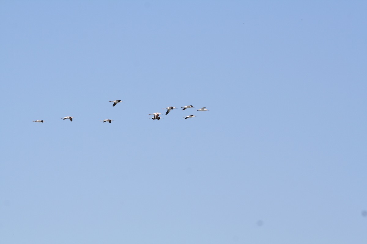 Avoceta Americana - ML494745991