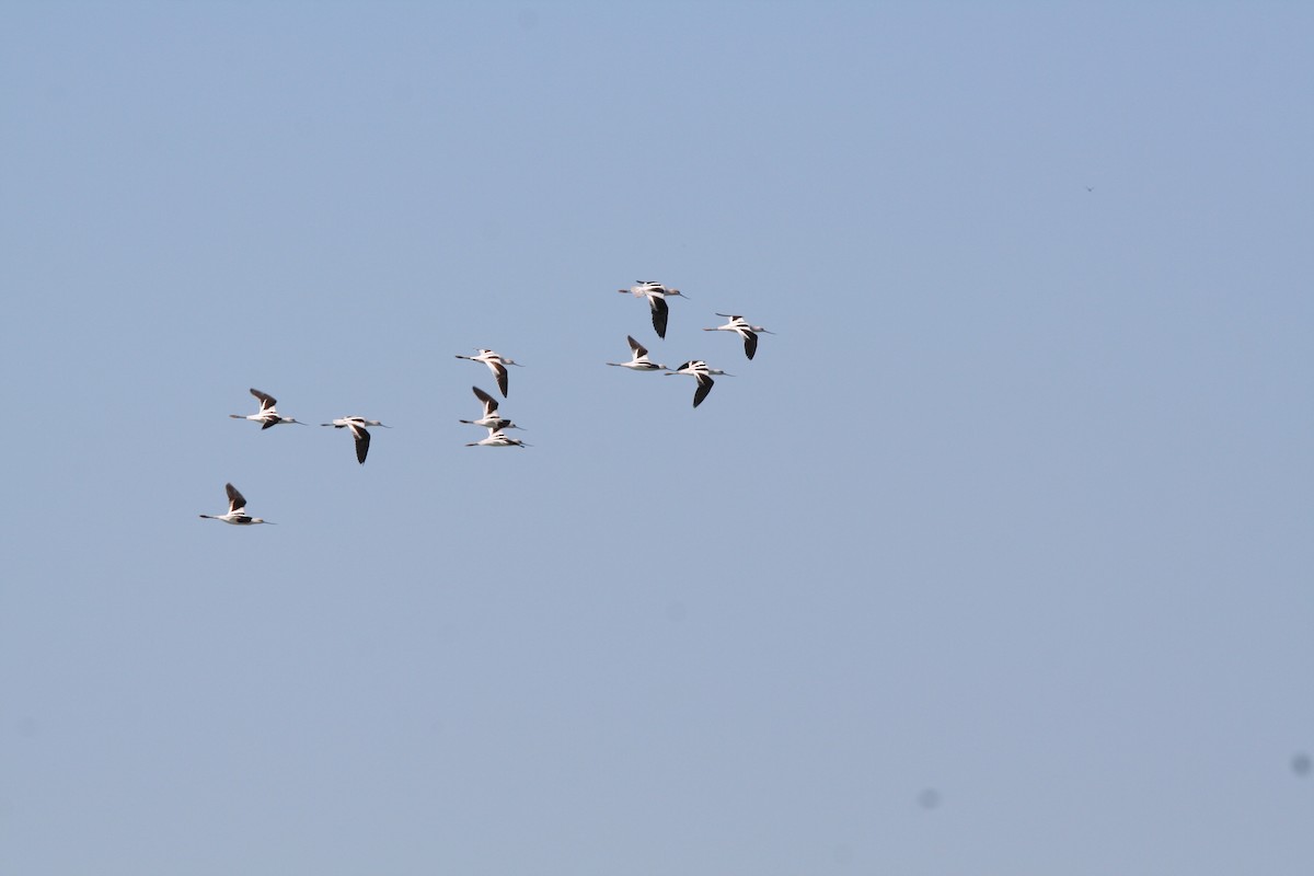 Avocette d'Amérique - ML494746021