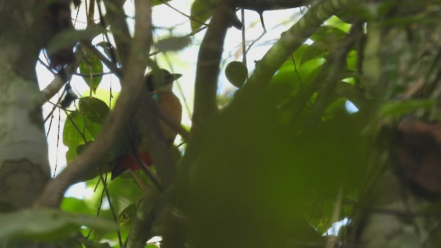 Banda Sea Pitta - ML494747691