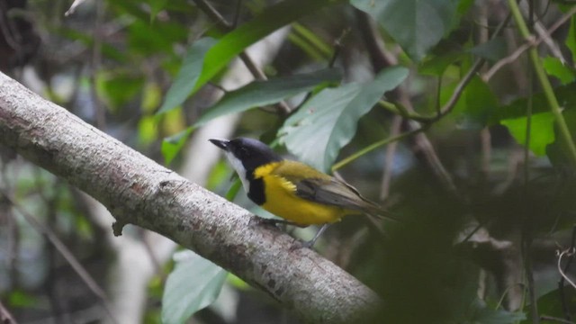 Yellow-throated Whistler - ML494748371