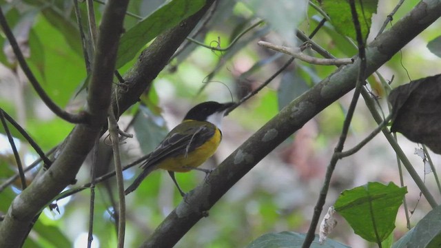 Yellow-throated Whistler - ML494748381