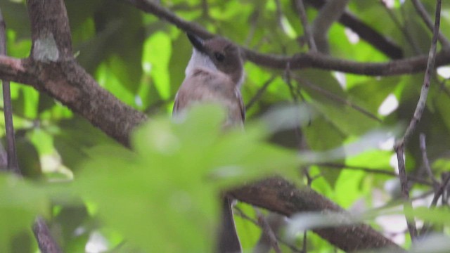 Yellow-throated Whistler - ML494748411