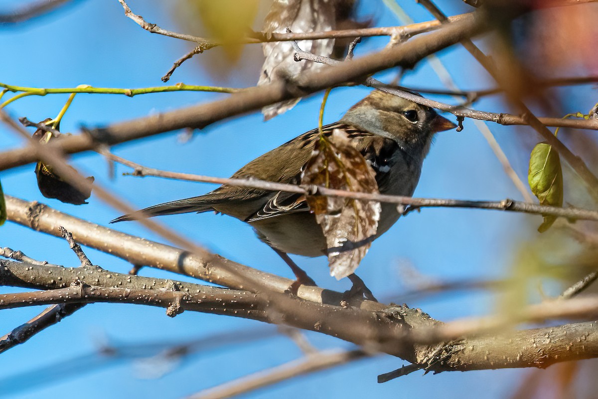 White-crowned Sparrow - Kurt Gaskill