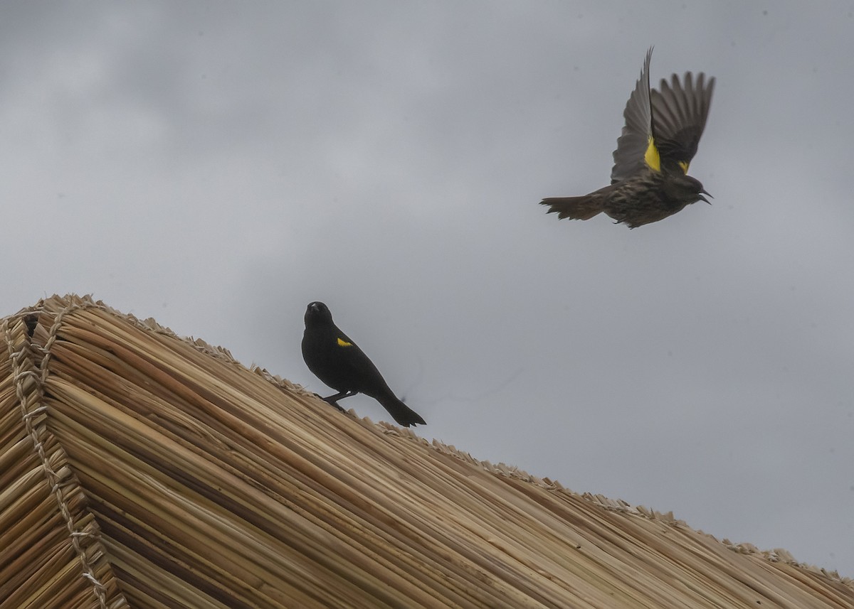 Yellow-winged Blackbird - ML494749701