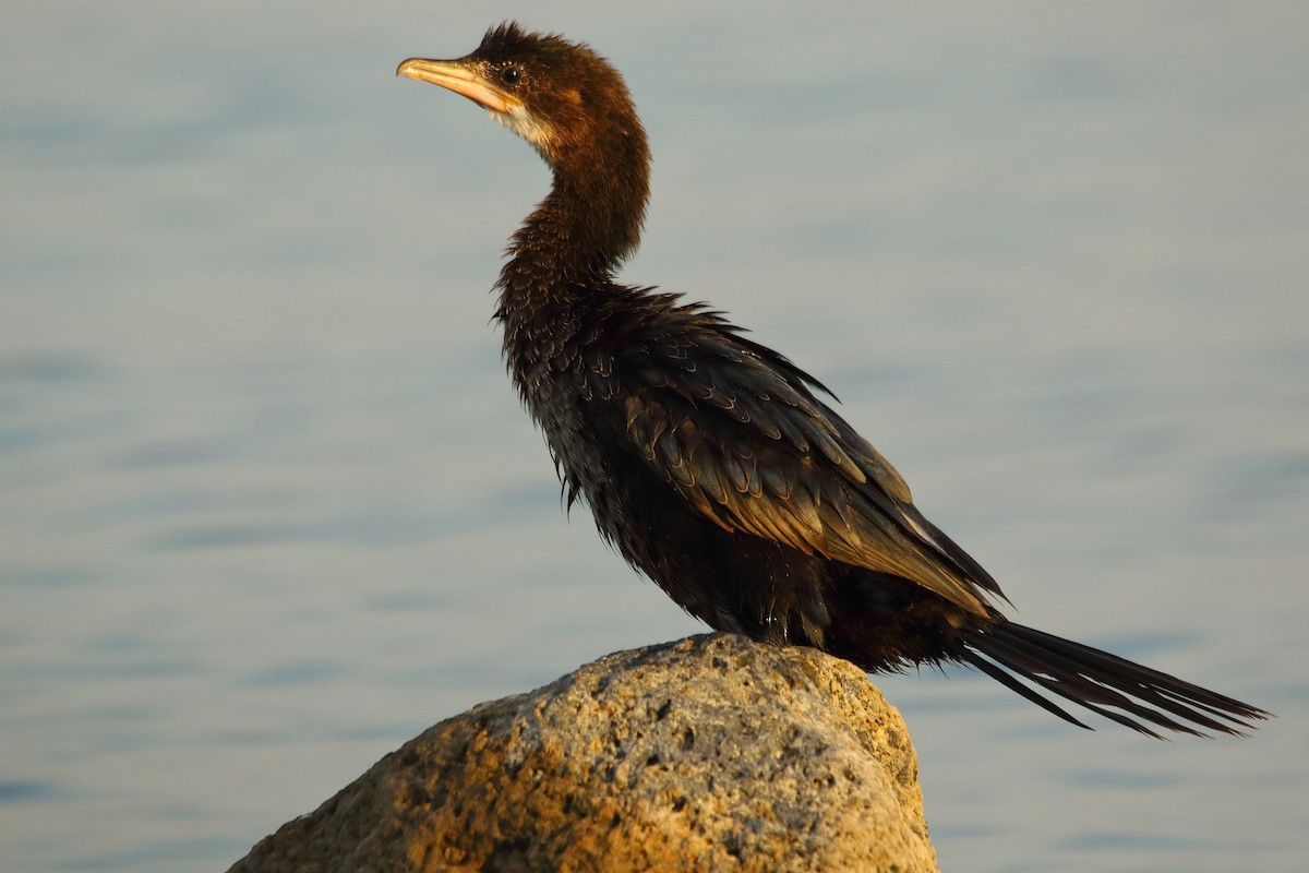 Pygmy Cormorant - Liron Grau