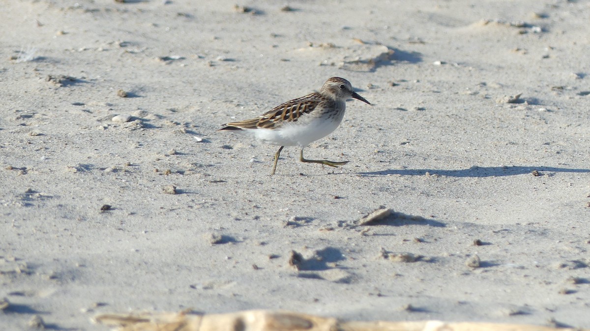 Least Sandpiper - ML494750071