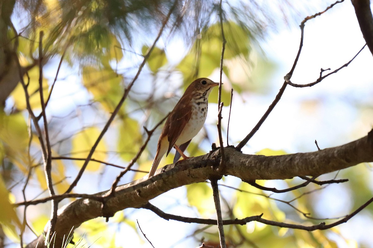 Hermit Thrush - ML494750361