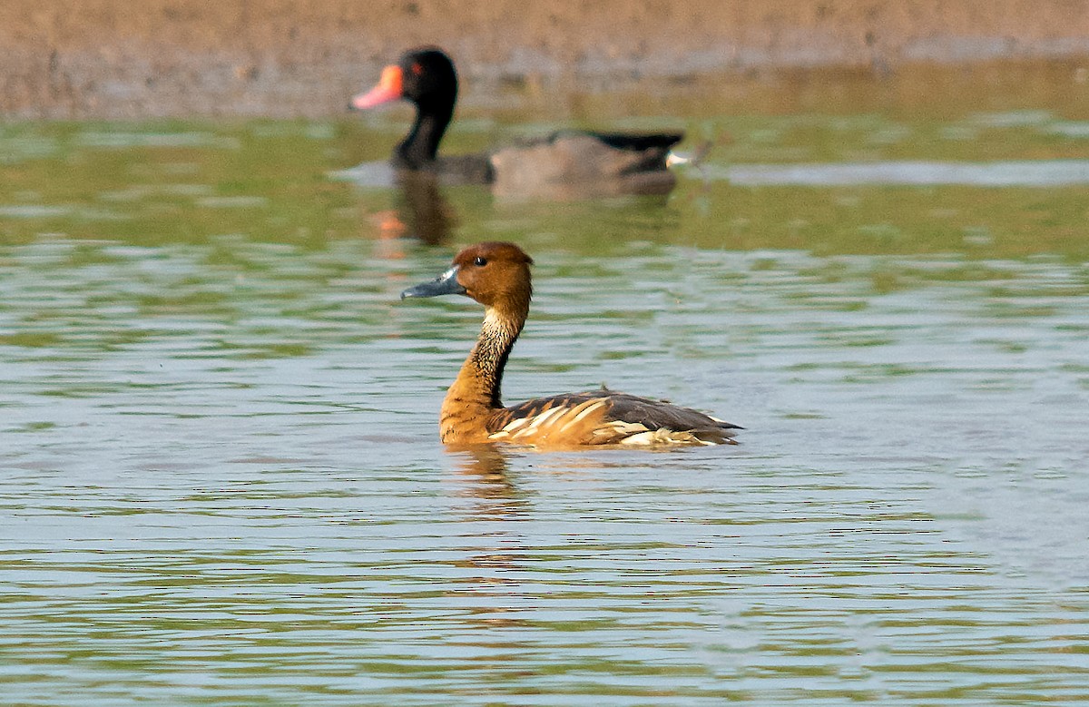 Fulvous Whistling-Duck - ML494751981