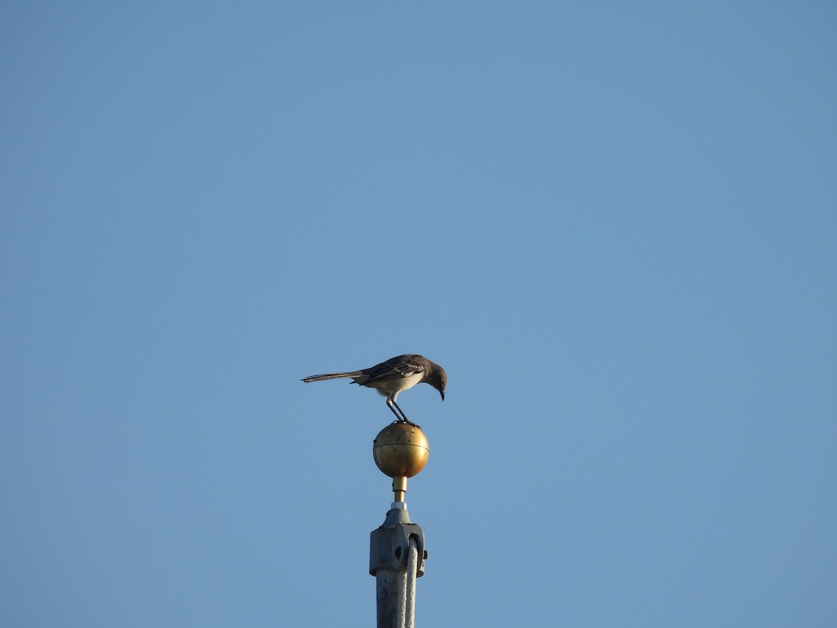 Northern Mockingbird - ML494752261