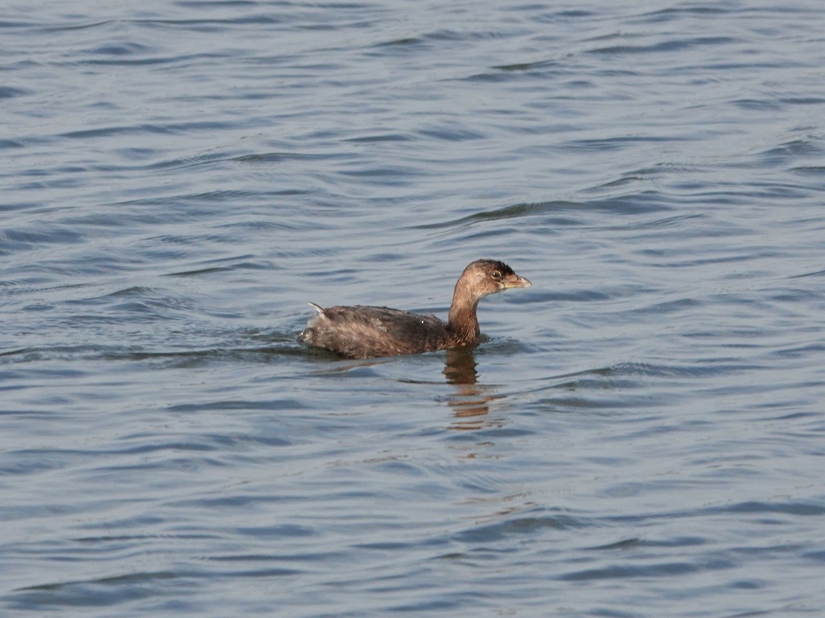 Pied-billed Grebe - ML494752381