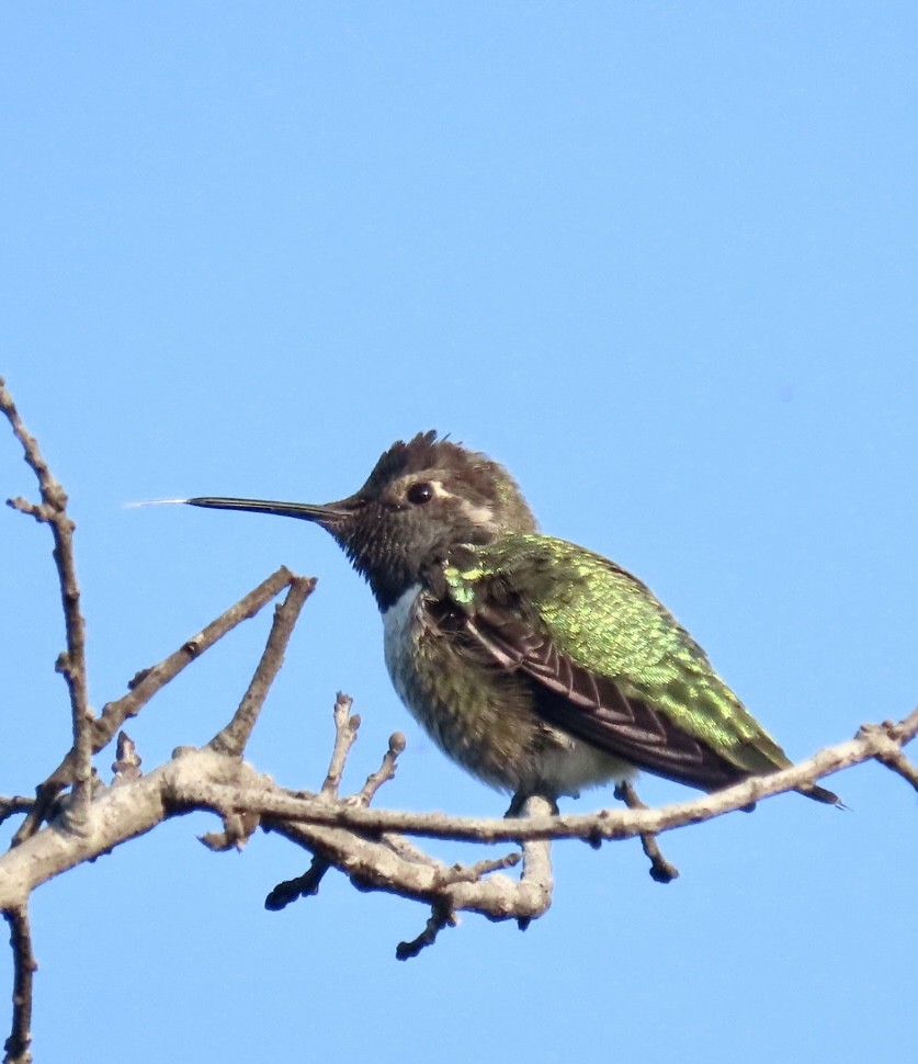 Anna's Hummingbird - ML494752781