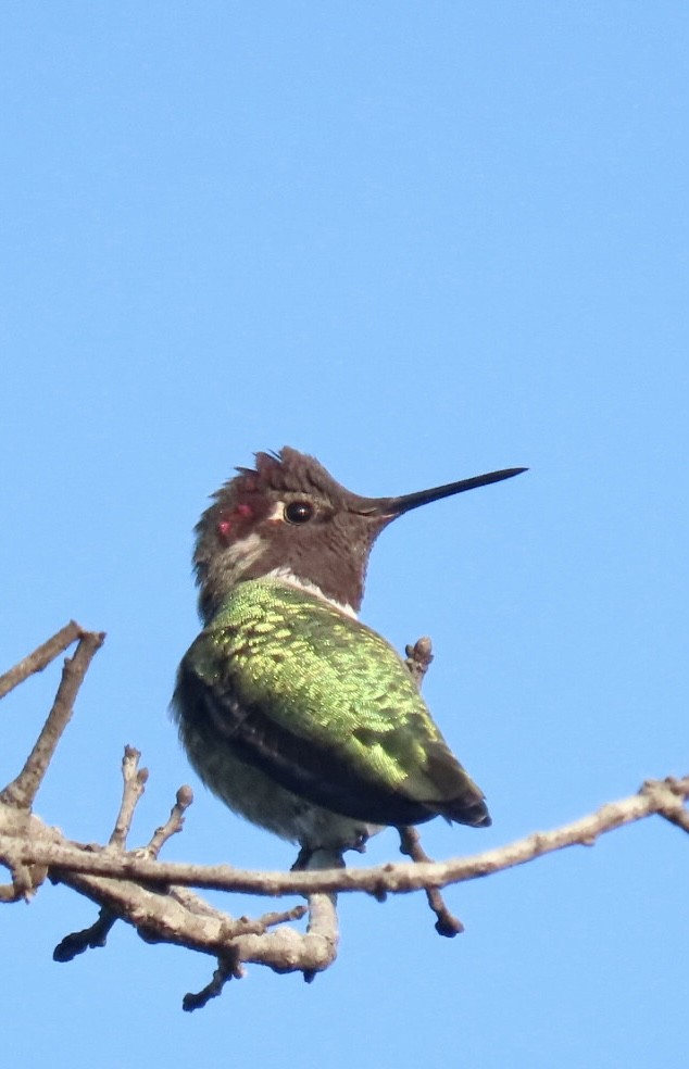 Anna's Hummingbird - ML494752791