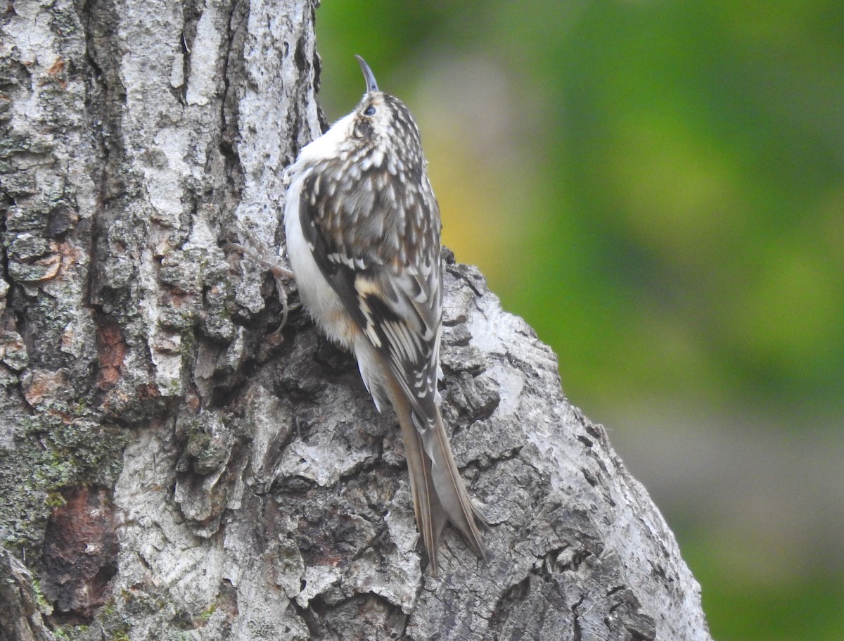 Brown Creeper - Glenn Hodgkins