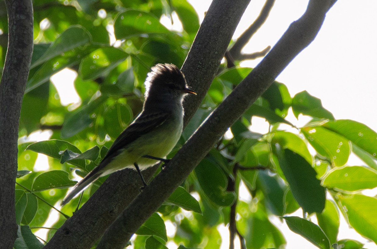 Northern Scrub-Flycatcher - Jerome Foster