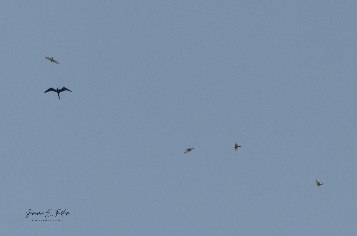 Broad-winged Hawk - Jerome Foster