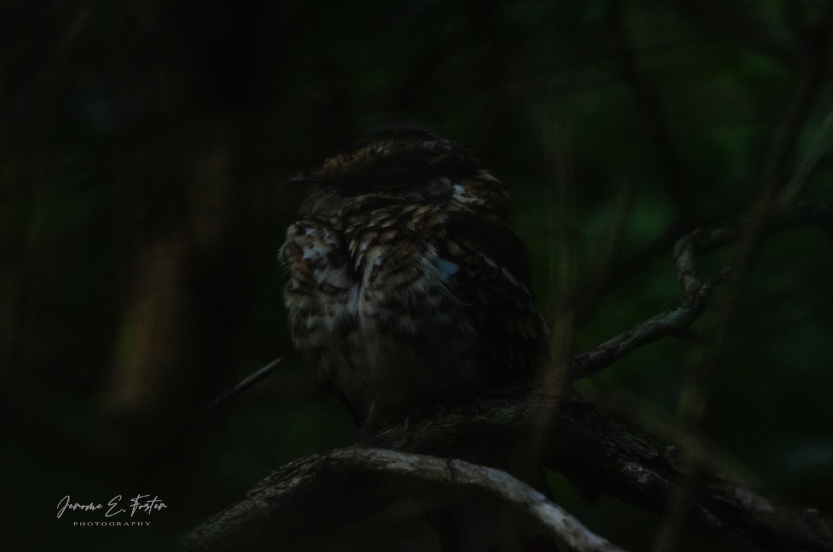 White-tailed Nightjar - ML494756581